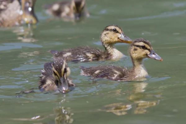 Pato con patitos en el lago — Foto de Stock