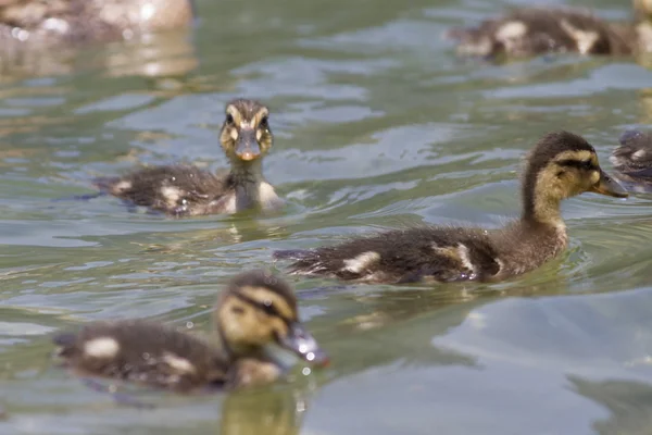 Ducklings on lake — Stock Photo, Image