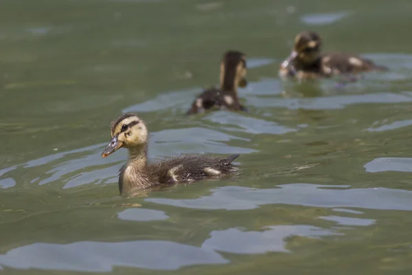 Ducklings on lake — Stock Photo, Image