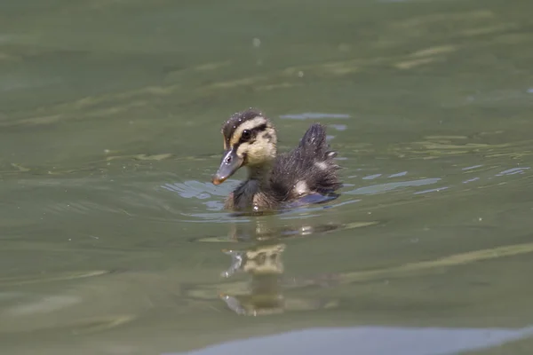 Patinhos no lago — Fotografia de Stock