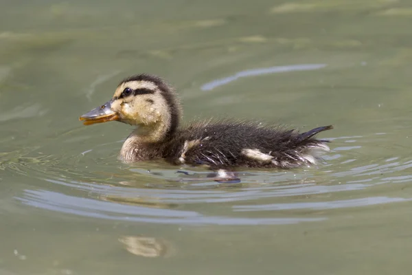 Patinhos no lago — Fotografia de Stock