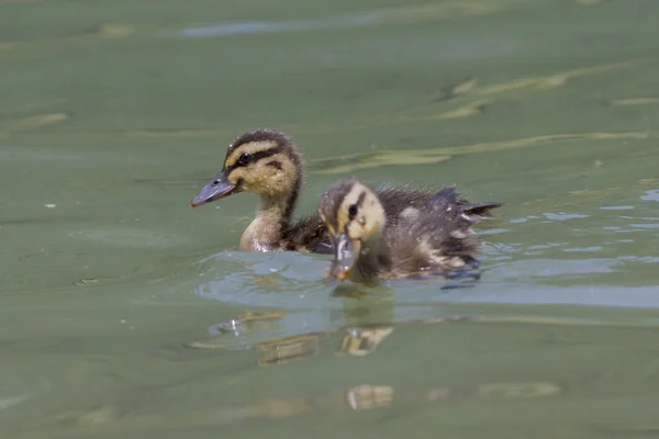 Ducklings on lake — Stock Photo, Image