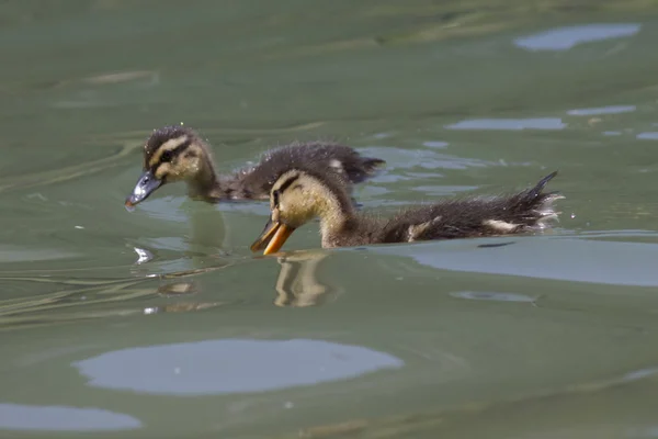 Ducklings on lake — Stock Photo, Image