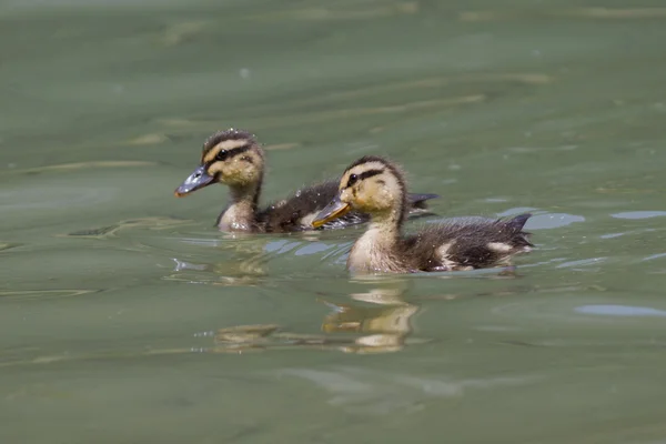 Ducklings on lake — Stock Photo, Image