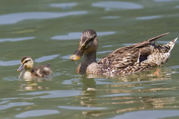 Duck with ducklings on lake — Stock Photo, Image
