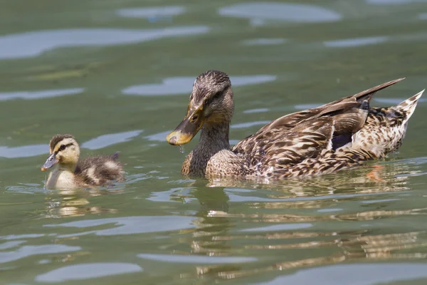 Pato com patinhos no lago — Fotografia de Stock