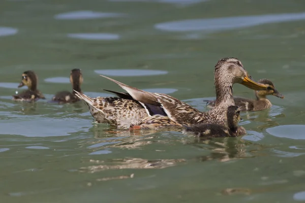 Pato con patitos en el lago — Foto de Stock