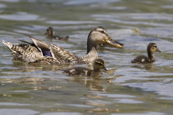 Duck with ducklings on lake — Stock Photo, Image