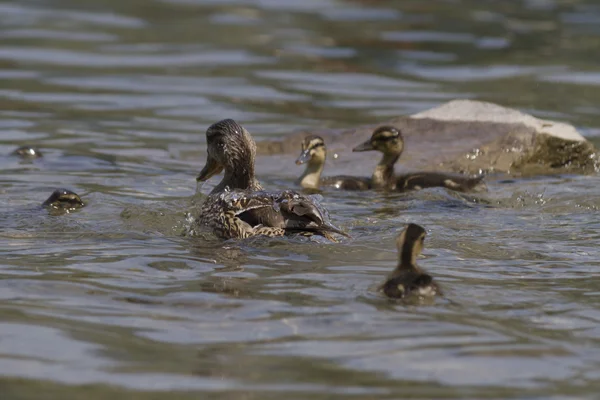 Pato con patitos en el lago —  Fotos de Stock