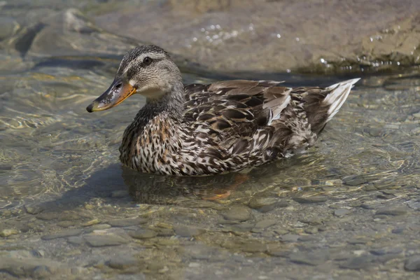 Ducks on lake — Stock Photo, Image