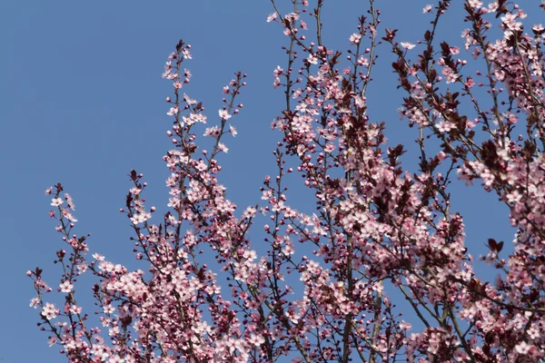 木の桃の花 — ストック写真