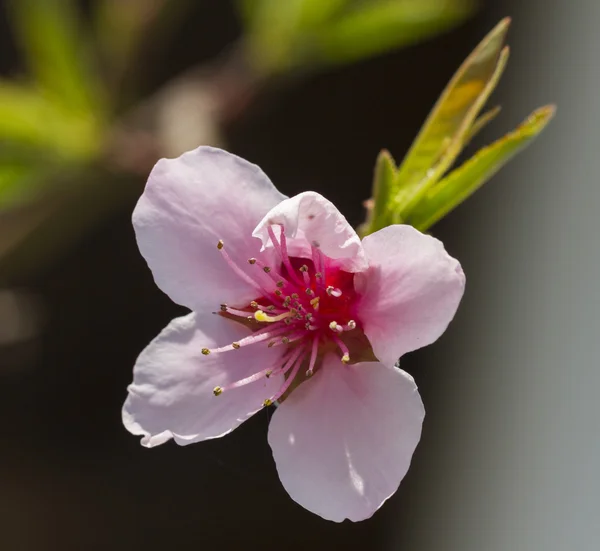 Ροδάκινο λουλούδι στο δέντρο — Φωτογραφία Αρχείου