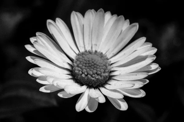 Margarita en el jardín — Foto de Stock