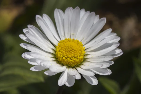 Gänseblümchen im Garten — Stockfoto