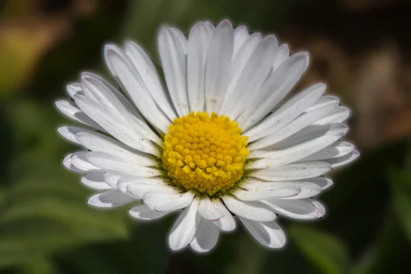 Margarida no jardim — Fotografia de Stock