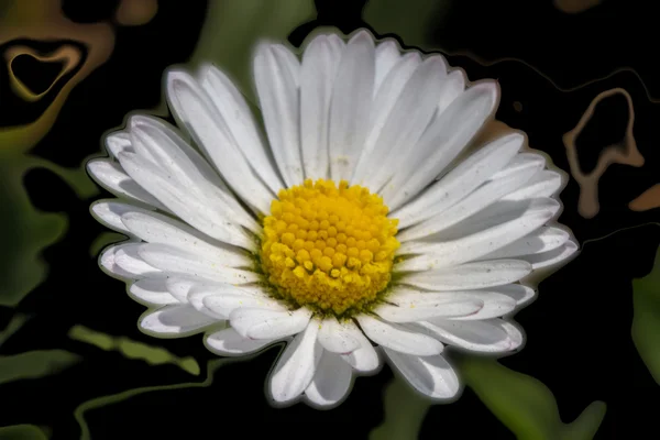 Daisy in the garden — Stock Photo, Image