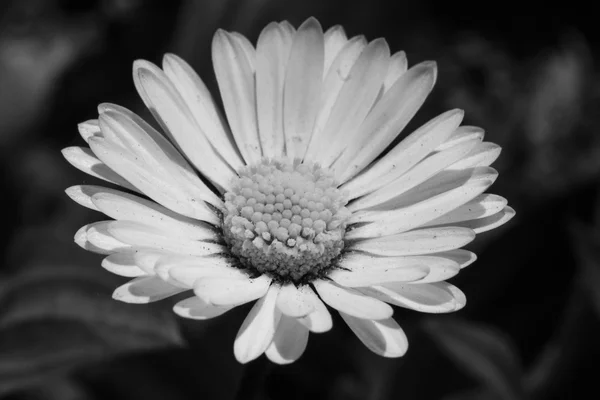 Margarita en el jardín — Foto de Stock