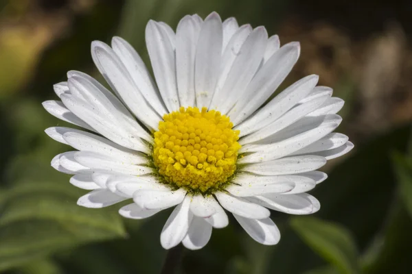 Gänseblümchen im Garten — Stockfoto