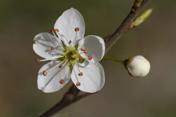 Flower on tree in spring — Stock Photo, Image