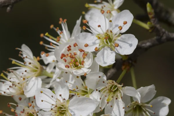 Flower on tree in spring — Stock Photo, Image