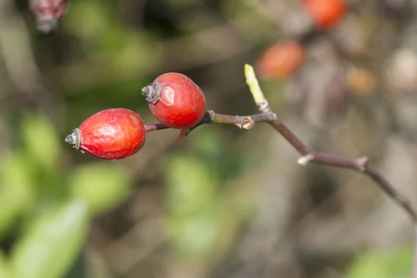 Baies rouges dans le jardin — Photo