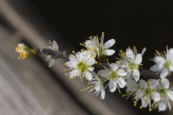 Flor en el árbol en primavera — Foto de Stock