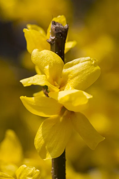 Forsythia en el jardín —  Fotos de Stock