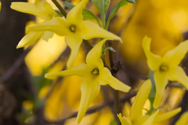 Forsythia en el jardín —  Fotos de Stock