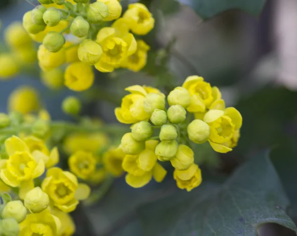 Mahonia nel giardino — Foto Stock