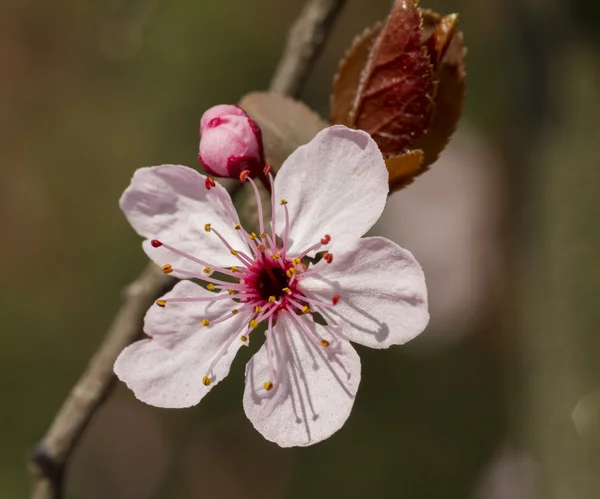 Flor de pêssego na árvore — Fotografia de Stock