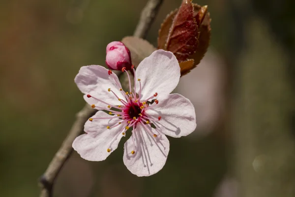 Flor de pêssego na árvore — Fotografia de Stock