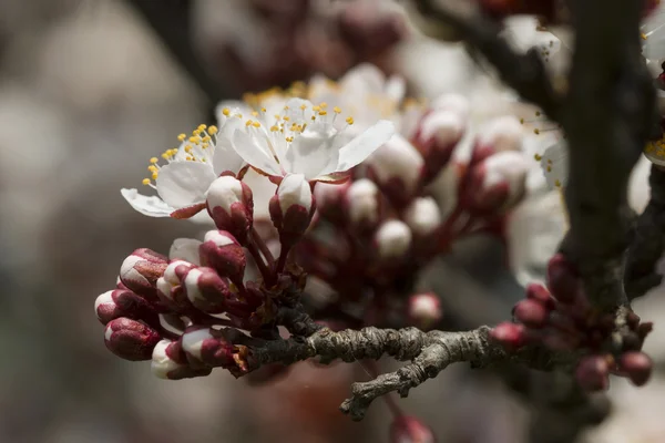 Peach flower on tree — Stock Photo, Image