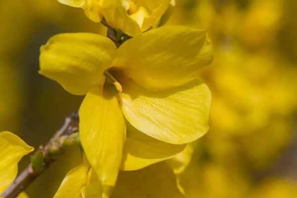 Forsythia nel giardino — Foto Stock