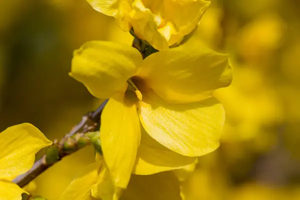 Forsythia en el jardín —  Fotos de Stock