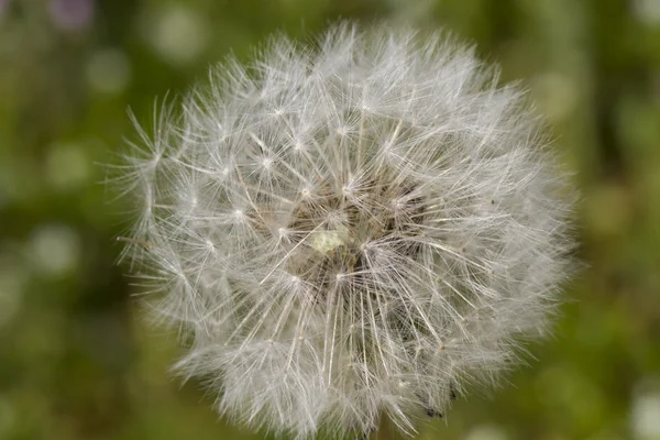 Dandelion in the garden — Stock Photo, Image