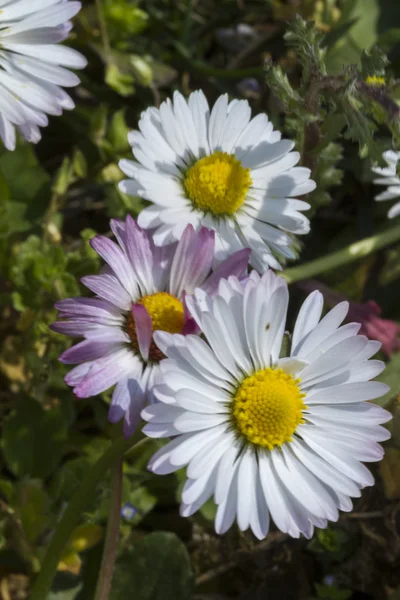 Daisy in the garden — Stock Photo, Image