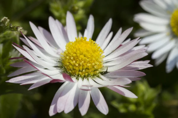 Daisy in the garden — Stock Photo, Image