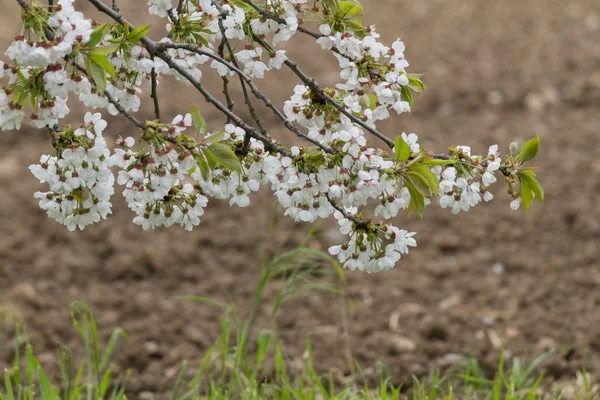 Fiore su albero in primavera — Foto Stock