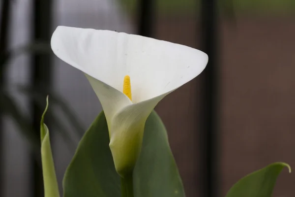 Calla lily in the garden — Stock Photo, Image