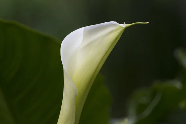 Калья лілія в саду — стокове фото