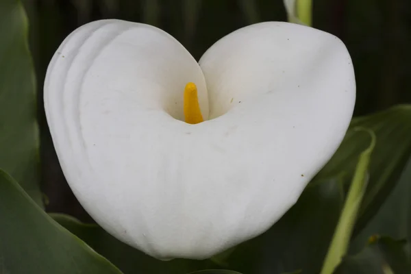 Calla lily i trädgården — Stockfoto