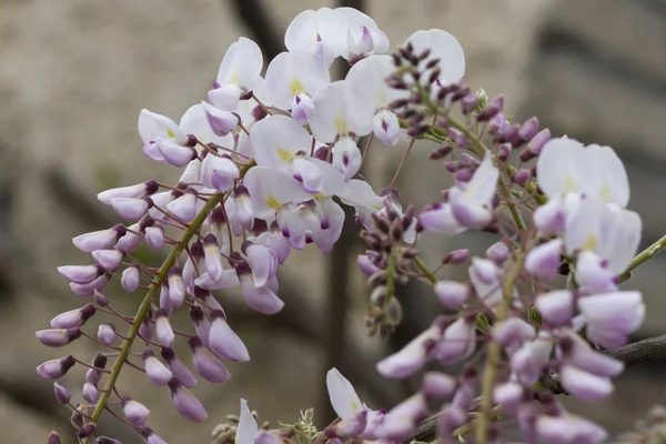 Wisteria branca no jardim — Fotografia de Stock