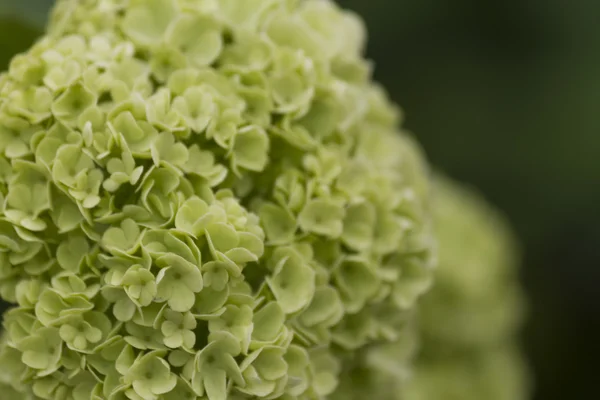 Viburnum nel giardino — Foto Stock