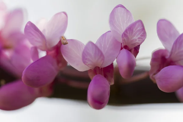 Розовый wisteria в саду — стоковое фото