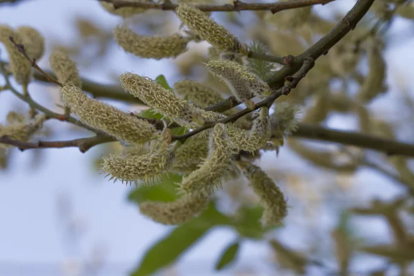 Hojas en el árbol en el jardín —  Fotos de Stock