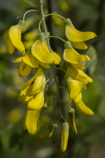 Flower in the garden — Stock Photo, Image