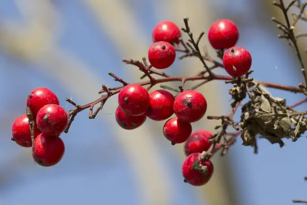 Rote Beeren im Garten — Stockfoto