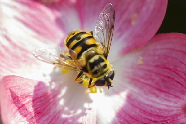 Biene auf Blume — Stockfoto