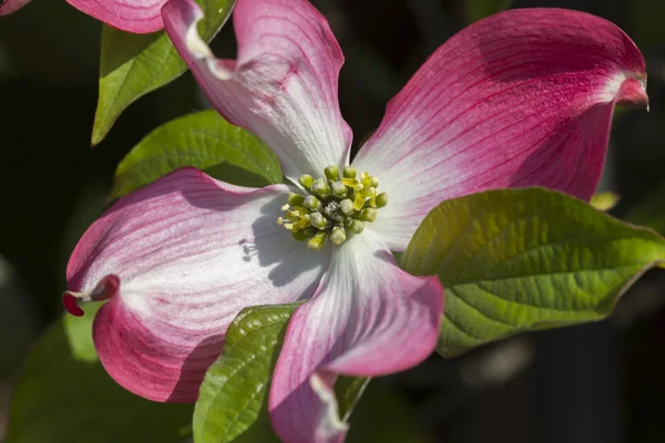 Květ magnolie strom — Stock fotografie