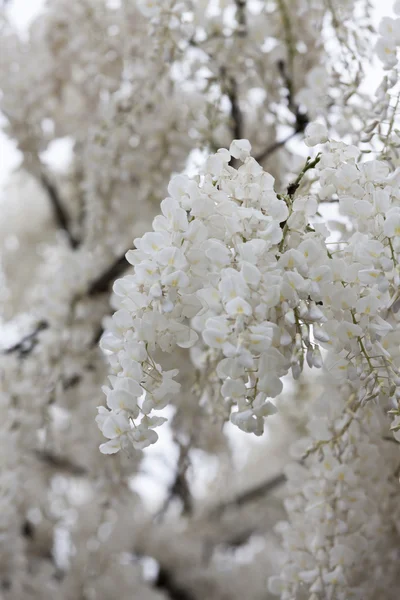 White wisteria in the garden — Stock Photo, Image